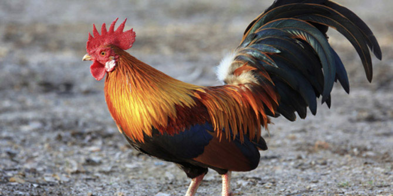 Hướng dẫn chi tiết cách chăm sóc gà đá trăm trận trăm thắng 6 Chăm sóc gà jun88