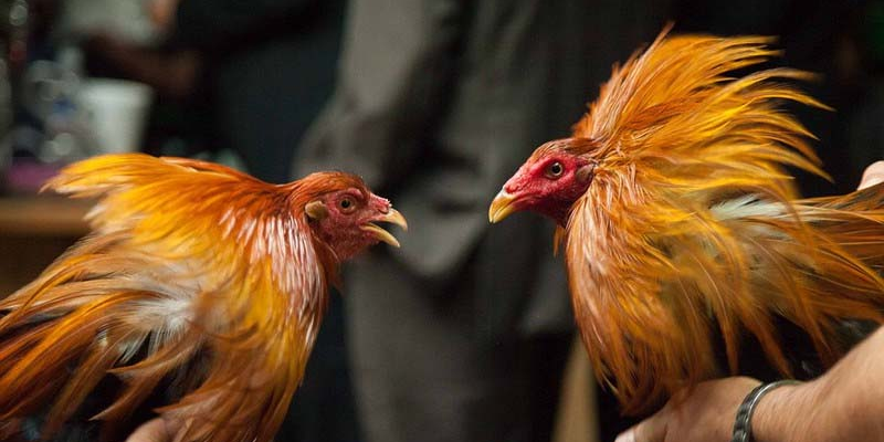 Loại hình đá gà online uy tín tại nhà cái Jun88 5 Loại hình đá gà cựa dao