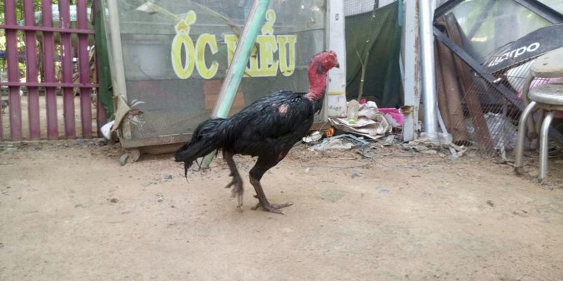 Gà Đòn Là Gì? Địa Chỉ Bán Gà Đòn Củ Chi Mà Bạn Nên Biết 4 Bán Gà Đòn Củ Chi