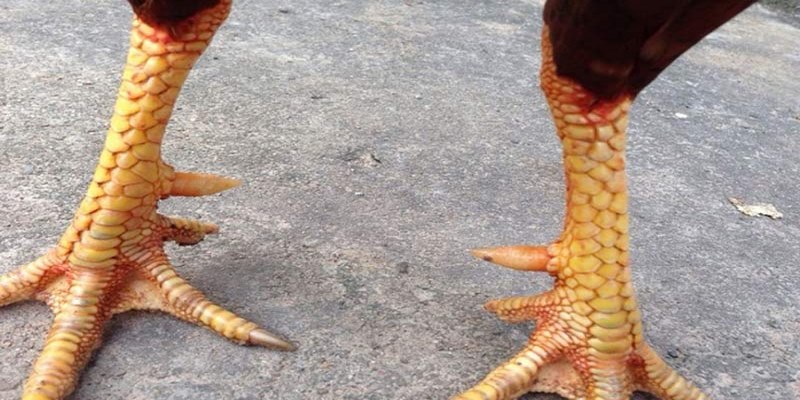 Các Loại Vảy Gà Chọi Quý Hiếm Có Thể Anh Em Chưa Biết 4 Các Loại Vảy Gà Chọi