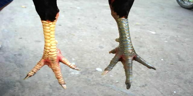 Các Loại Vảy Gà Chọi Quý Hiếm Có Thể Anh Em Chưa Biết 6 Các Loại Vảy Gà Chọi