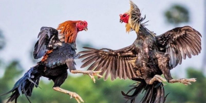 Đá gà Jun88 là gì? Cách chơi đá gà jun88 như dân chuyên 4 cach choi da ga jun88 1