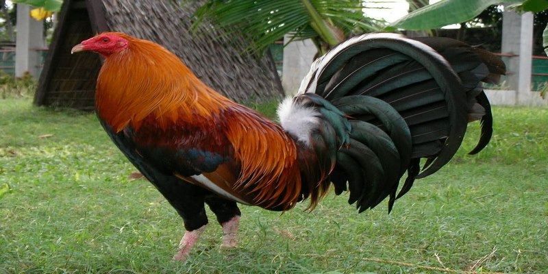 Quy Trình Và Cách Nhập Gà Mỹ Về Việt Nam Người Nuôi Cần Biết 5 cách nhập gà Mỹ về Việt Nam