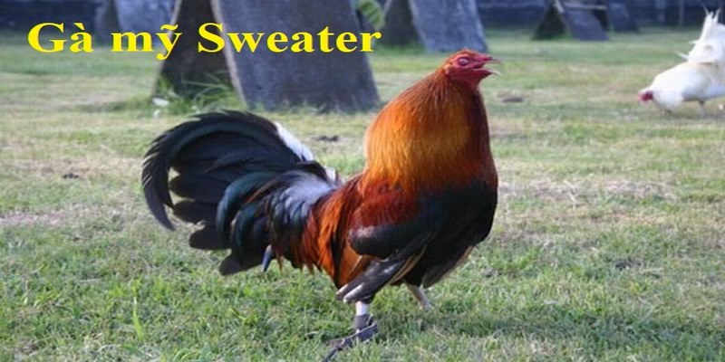 Dòng Gà Sweater - Giống Chiến Kê Thần Đá Hay Đẳng Cấp Nhất 6 Dòng Gà Sweater