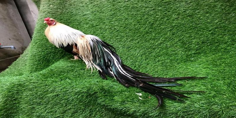 Gà Tre Đuôi Dài: Thông Tin Và Cách Nuôi Hiệu Quả 5 gà tre đuôi dài