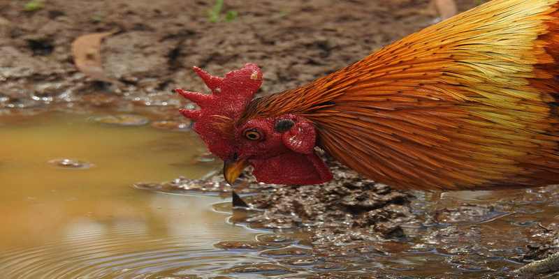 Gà Uống Nước Liên Tục Và Những Lưu Ý Cho Anh Em Chủ Kê 6 Gà uống nước liên tục