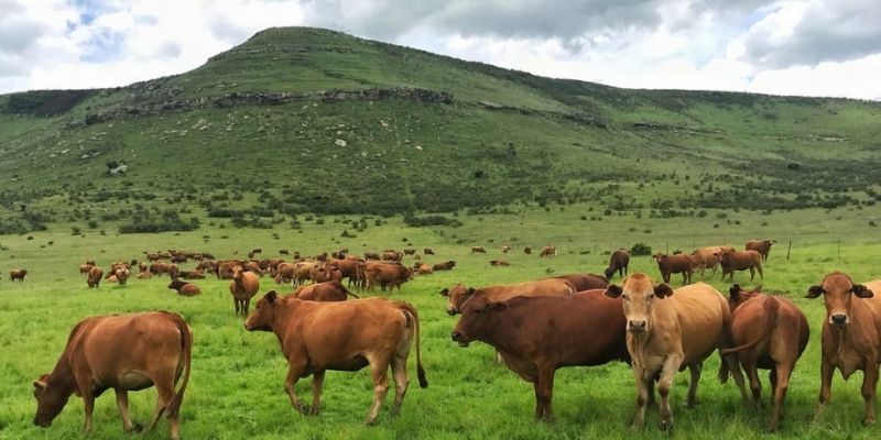 Mơ thấy bò báo hiệu điều gì? Jun88 giải mã giấc mơ 4 mo thay bo 1