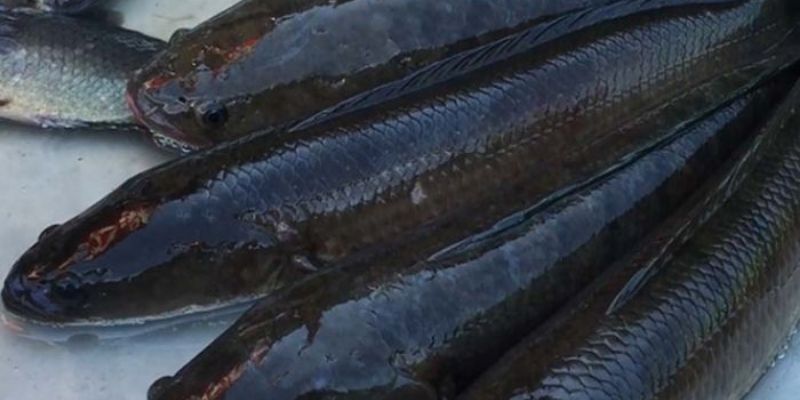 Giấc mơ thấy cá lóc và các con số tương ứng - Jun88 6 Các con số cho giấc mơ thấy cá lóc (Nguồn: Internet).