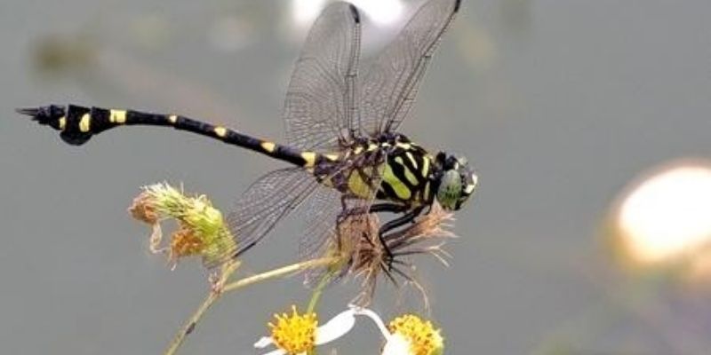 Mơ thấy chuồn chuồn và ý nghĩa của những giấc mơ này - Jun88 5 mo thay chuon chuon 1