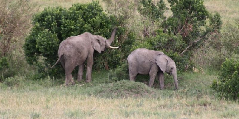 Giấc mơ thấy voi mang ý nghĩa gì? Và con số liên quan? 5 mo thay voi 3