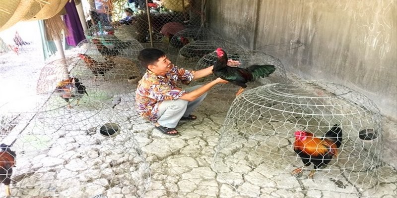 Top Những Trại Gà Bến Tre 2019 Chất Lượng Và Nổi Tiếng Nhất 4 Trại Gà Bến Tre 2019
