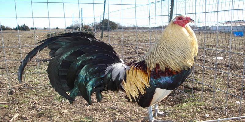 Gợi ý Top Những Trại Gà Mỹ Đồng Nai Mới Nhất Hiện Nay 5 trại gà Mỹ Đồng Nai