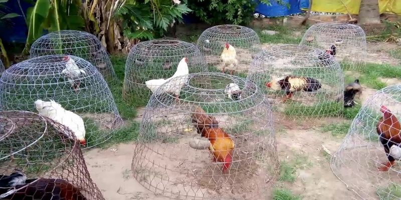 Trại Gà Phương Tiền Giang Và Top Những Trang Trại Hot Nhất 5 trại gà Phương Tiền Giang