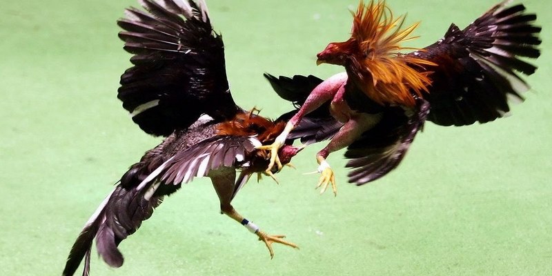 Xem Đá Gà Đòn Những Đòn Chết Gà Độc Đáo Nhất Khi Cá Cược 6 Xem Đá Gà Đòn